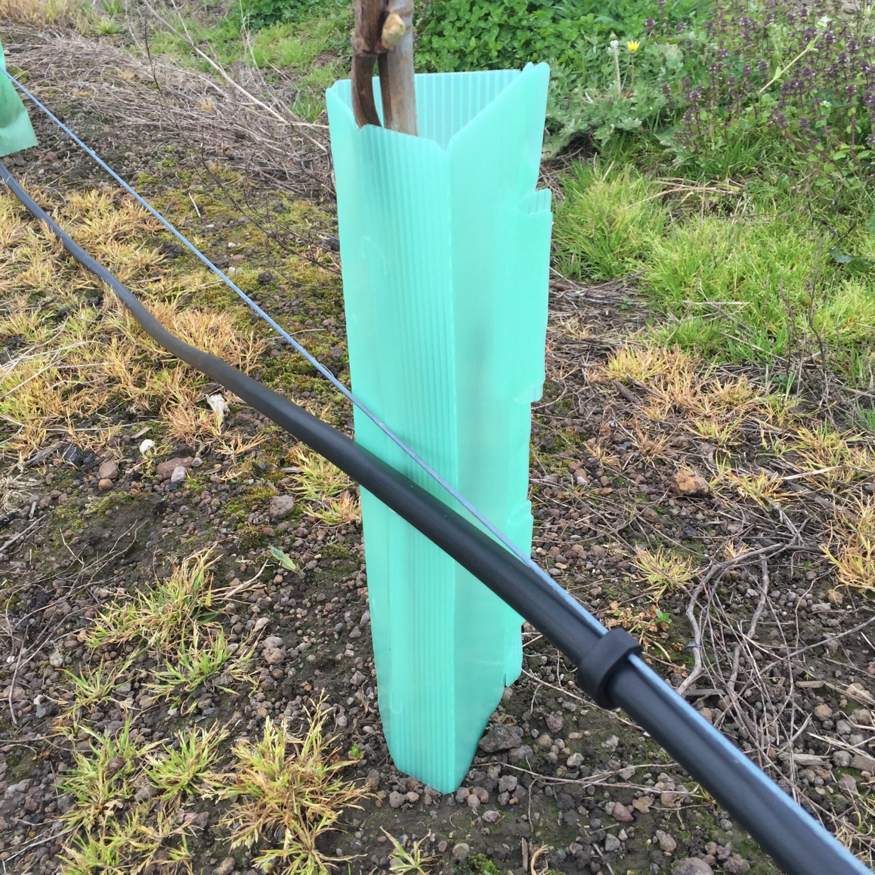 Plant & Seedling Guards